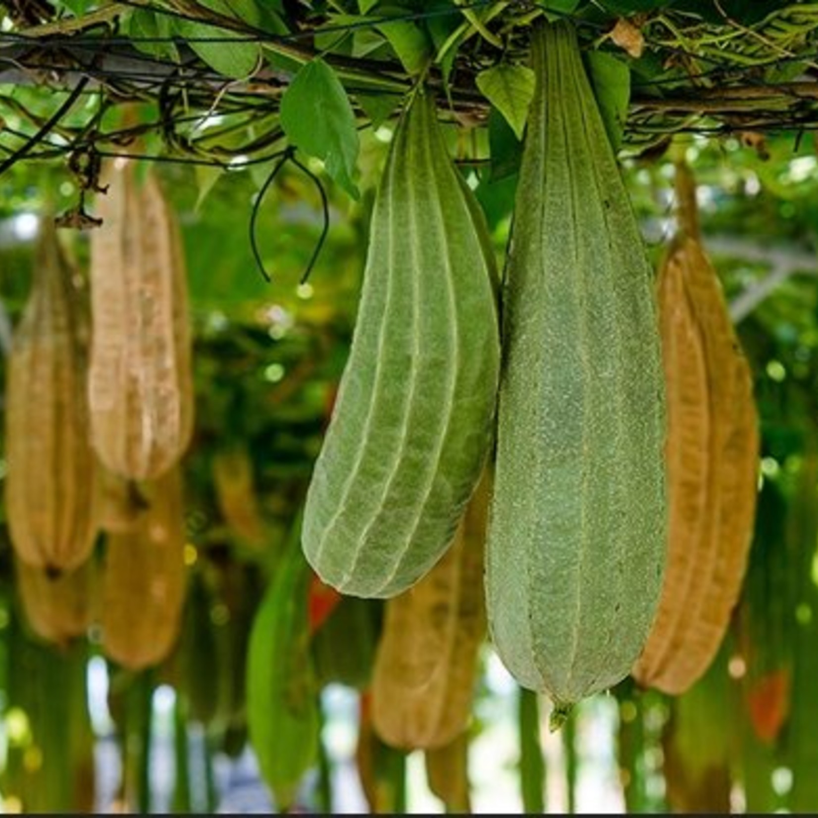 LoofCo Schoonmaakspons